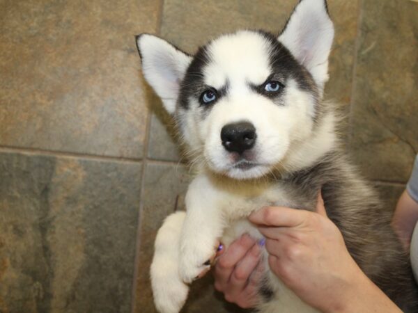 Siberian Husky-DOG-Female-Gray / White-15748-Petland Racine, Wisconsin