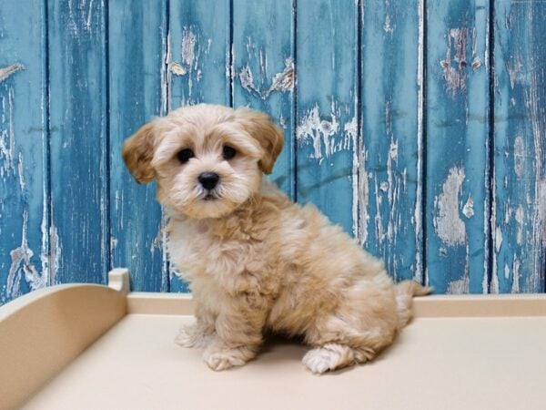 Shihpoo DOG Male Apricot 24595 Petland Racine, Wisconsin