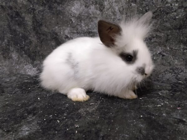 Holland Lop/Lionhead RABBIT Male Broken Blue 24602 Petland Racine, Wisconsin