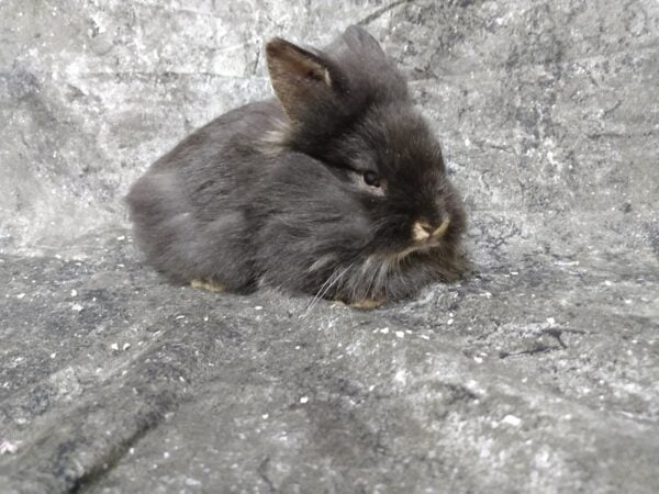 Holland Lop/Lionhead RABBIT Male Black Otter 24601 Petland Racine, Wisconsin