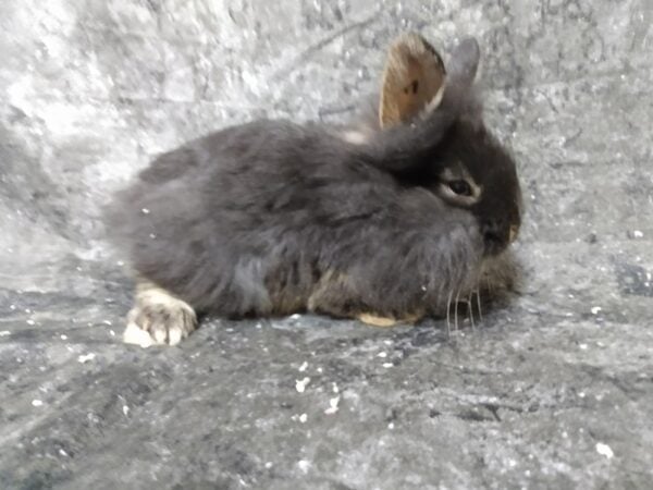 Holland Lop/Lionhead-RABBIT-Female-Black Otter-24600-Petland Racine, Wisconsin