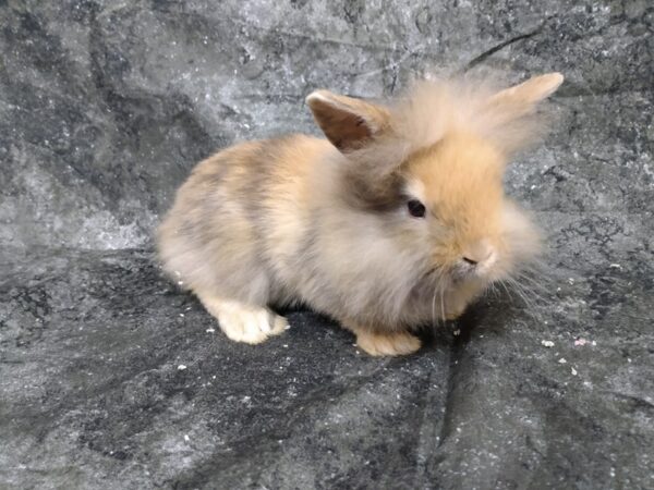 Holland Lop/Lionhead-RABBIT-Male-Blue Harlequin-24598-Petland Racine, Wisconsin