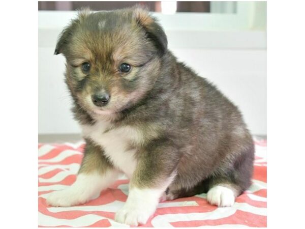 Alaskan Klee Kai/Australian Shepherd-DOG-Female-Black / White-24619-Petland Racine, Wisconsin