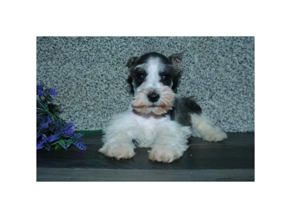 Miniature Schnauzer-DOG-Male-Salt / Pepper-24615-Petland Racine, Wisconsin