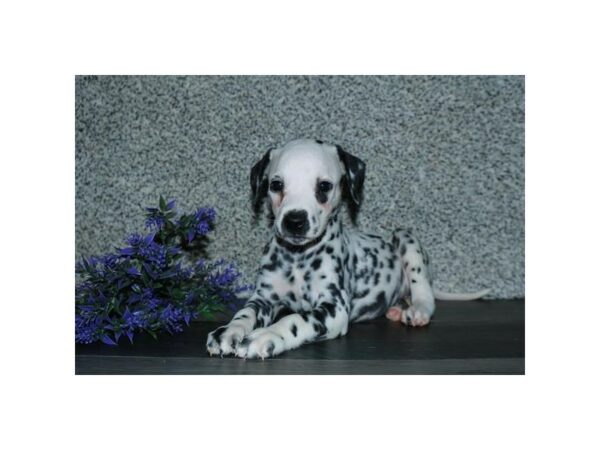 Dalmatian DOG Female Black / White 24606 Petland Racine, Wisconsin