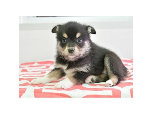 Alaskan Klee Kai/Australian Shepherd-DOG-Male-Black White / Tan-15757-Petland Racine, Wisconsin