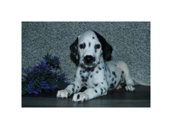 Dalmatian DOG Male Black / White 15764 Petland Racine, Wisconsin