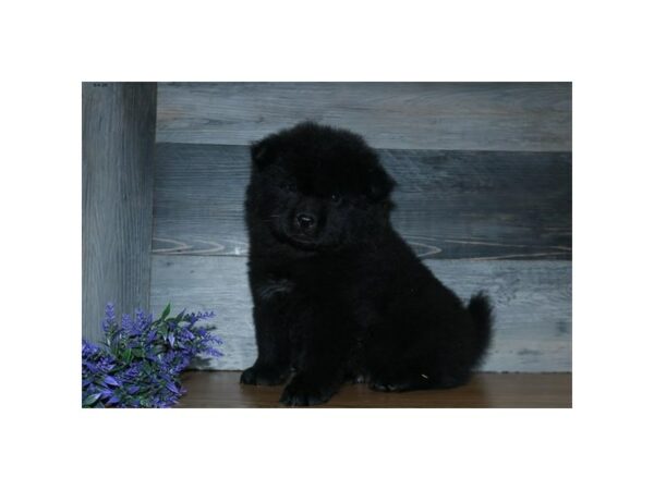 Chow Chow DOG Male Black 24604 Petland Racine, Wisconsin