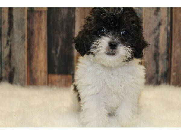 Shihpoo-DOG-Female-Brown / White-15756-Petland Racine, Wisconsin