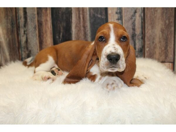 Basset Hound DOG Female Red / White 15761 Petland Racine, Wisconsin