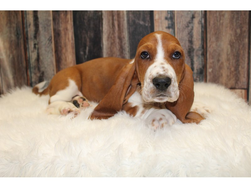 Red and white sales basset hound puppies