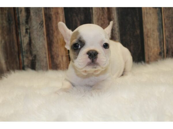 French Bulldog-DOG-Female-Cream / White-15765-Petland Racine, Wisconsin