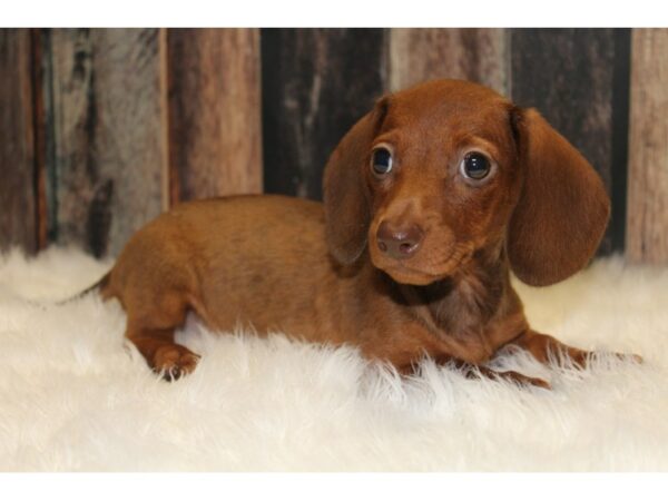 Dachshund-DOG-Female-Red-15768-Petland Racine, Wisconsin