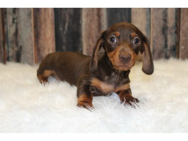 Dachshund-DOG-Male-Chocolate-15766-Petland Racine, Wisconsin
