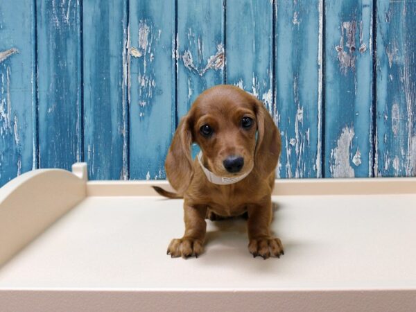 Dachshund-DOG-Male-Red-24612-Petland Racine, Wisconsin
