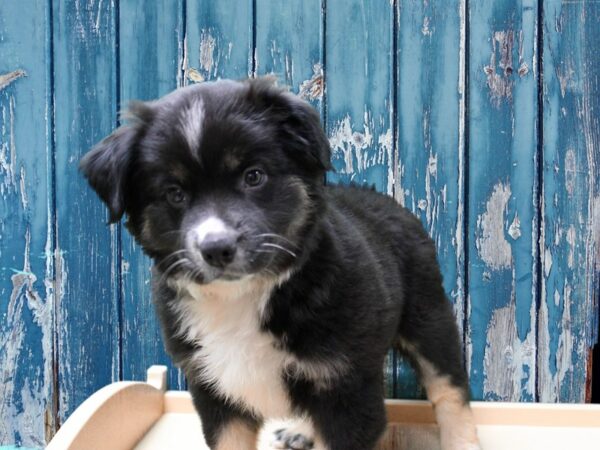 Australian Shepherd-DOG-Male-Black-24616-Petland Racine, Wisconsin