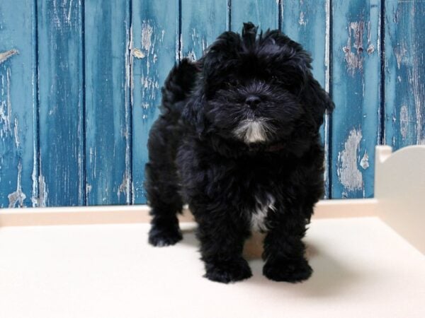 Shihpoo DOG Female Black 24617 Petland Racine, Wisconsin