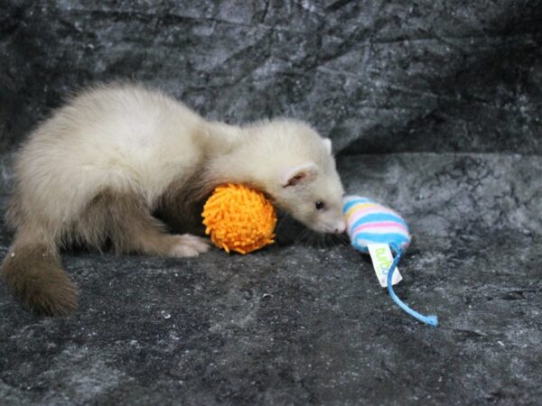 Ferret-FERRET-Male--24628-Petland Racine, Wisconsin