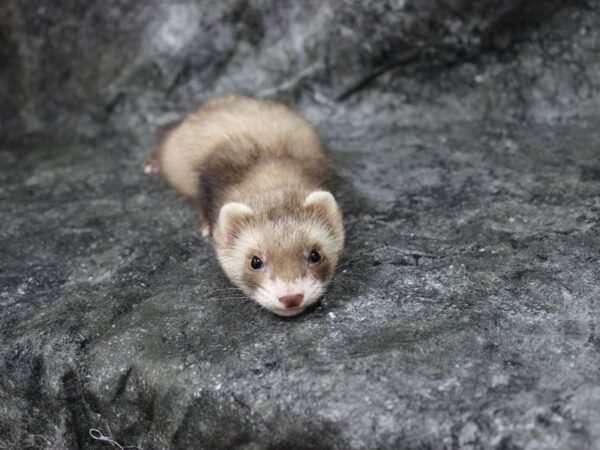 Ferret-FERRET-Male--24629-Petland Racine, Wisconsin