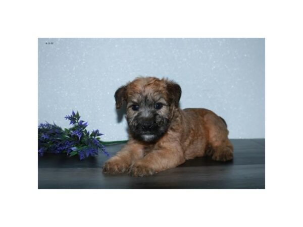Soft Coated Wheaten Terrier-DOG-Female-Wheaten-24636-Petland Racine, Wisconsin