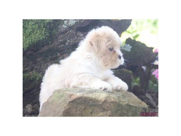 Lhasa Apso-DOG-Female-Cream-24641-Petland Racine, Wisconsin