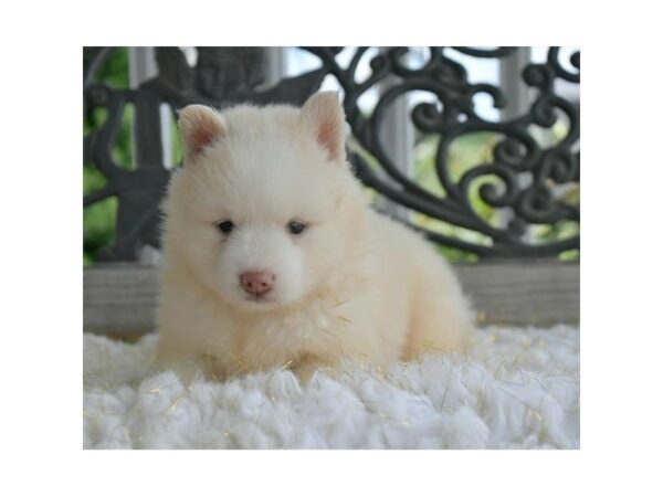 Pomsky-DOG-Female-Cream-24632-Petland Racine, Wisconsin