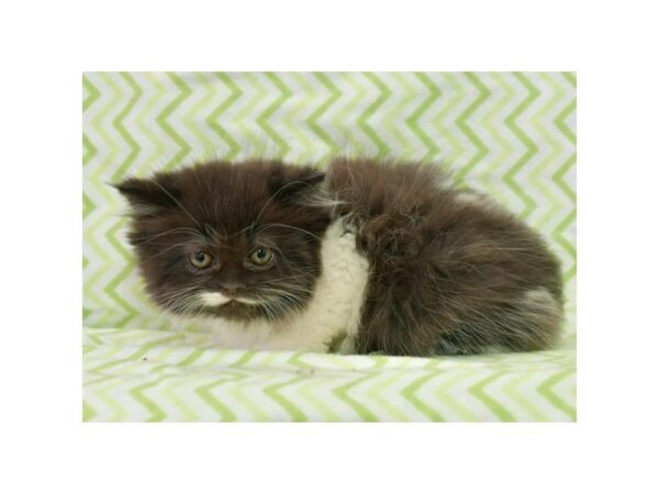 Persian CAT Female Black / White 24635 Petland Racine, Wisconsin