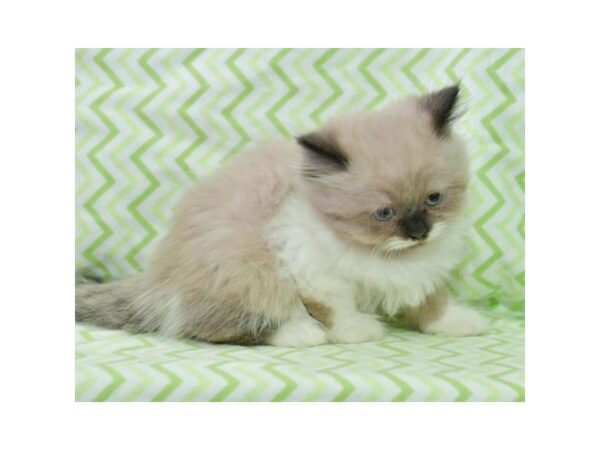 Persian CAT Male Flame 24634 Petland Racine, Wisconsin