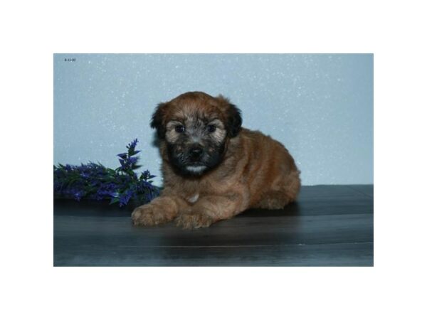 Soft Coated Wheaten Terrier-DOG-Male-Wheaten-15769-Petland Racine, Wisconsin