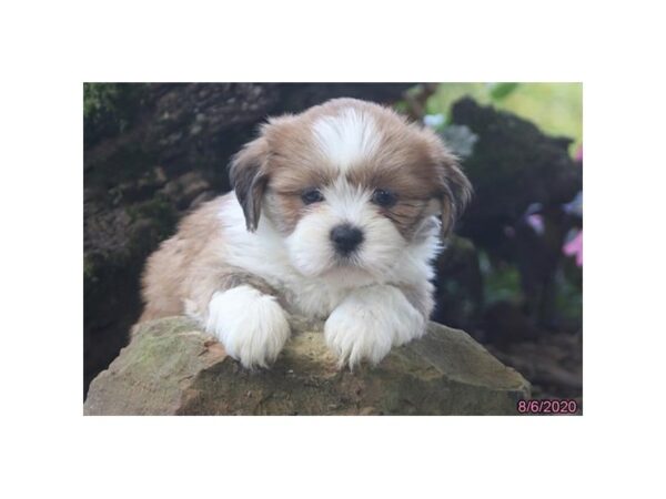 Lhasa Apso DOG Female Red 15774 Petland Racine, Wisconsin