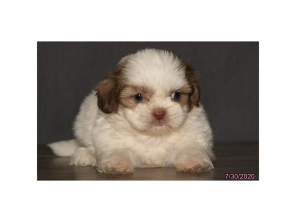 Shih Tzu-DOG-Male-Sable / White-15773-Petland Racine, Wisconsin