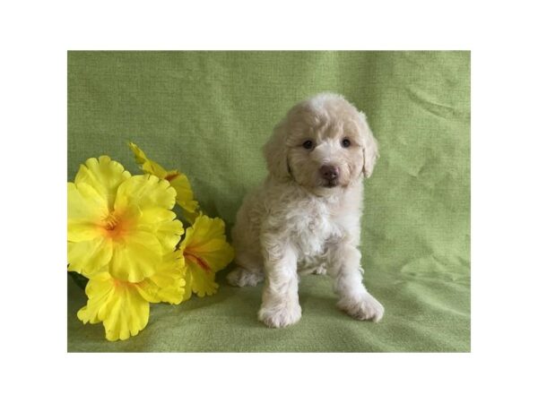 Schnoodle-DOG-Male-Cream-24640-Petland Racine, Wisconsin