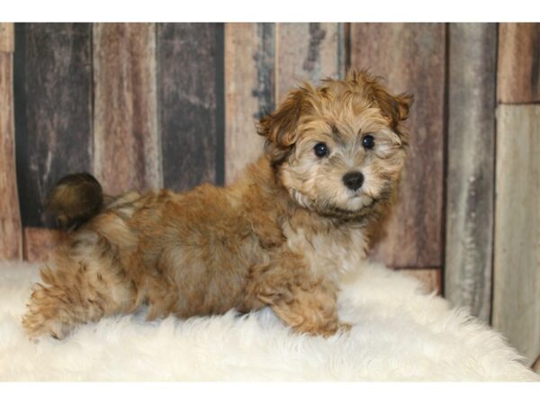 Maltese/Silky Terrier-DOG-Female-Gold-15770-Petland Racine, Wisconsin