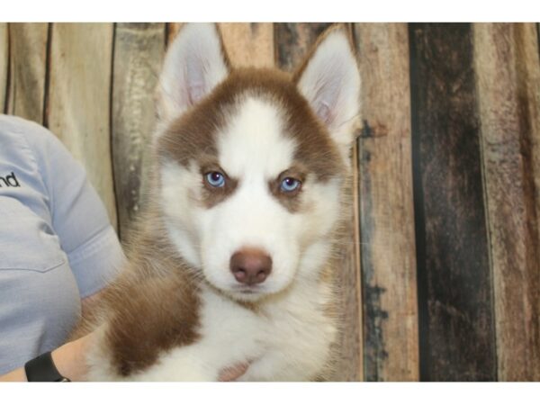 Siberian Husky-DOG-Male-Red / White-15775-Petland Racine, Wisconsin