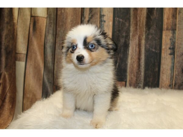 Mini Aussie-DOG-Female-Blue Merle-15778-Petland Racine, Wisconsin