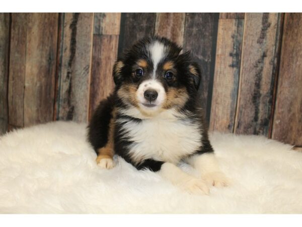 Mini Aussie-DOG-Female-Tricolored Black-15779-Petland Racine, Wisconsin