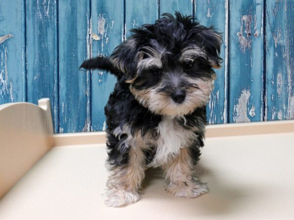 Maltese/Silky Terrier-DOG-Male-Black / Gold-24644-Petland Racine, Wisconsin