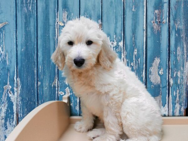 Goldendoodle 2nd Gen-DOG-Male-Cream-24638-Petland Racine, Wisconsin