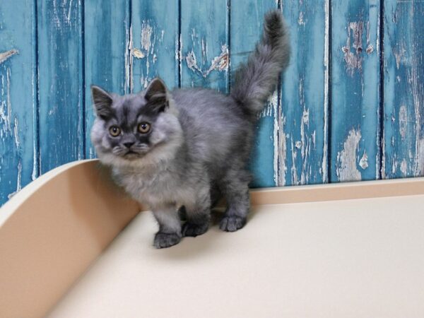 Persian-CAT-Male-blue smoke-24633-Petland Racine, Wisconsin