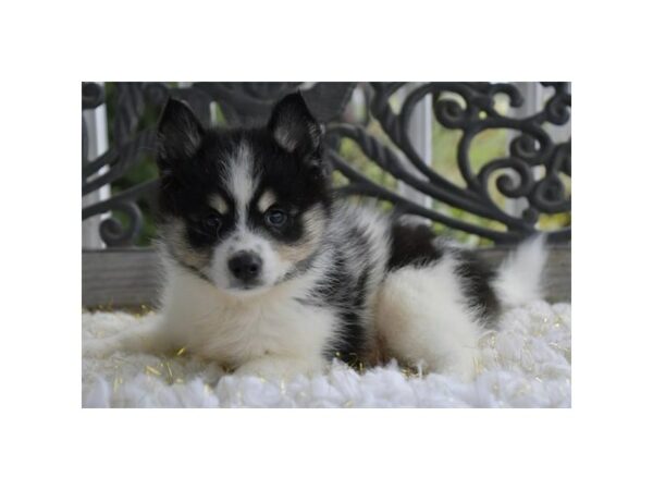 Pomsky-DOG-Male-Black / White-24653-Petland Racine, Wisconsin
