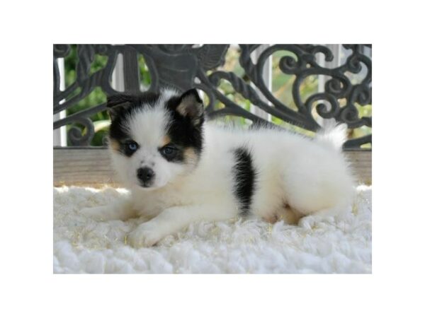 Pomsky-DOG-Female-Black / White-15784-Petland Racine, Wisconsin