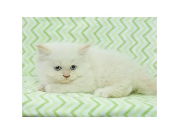 Persian-CAT-Female-Lilac Point-15785-Petland Racine, Wisconsin