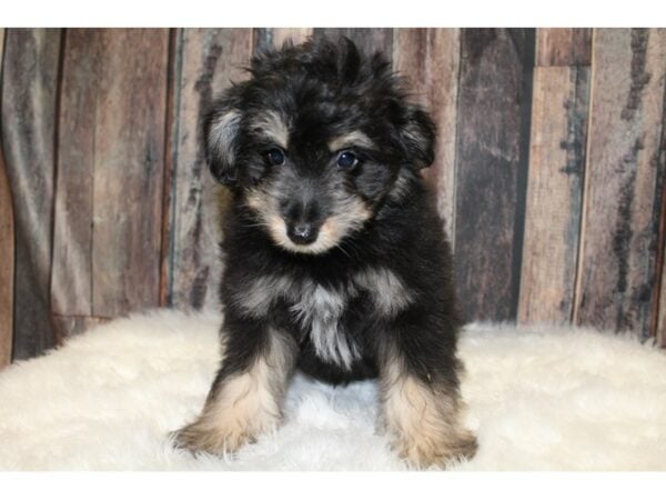 Pomapoo DOG Male Black / Brown 15788 Petland Racine, Wisconsin