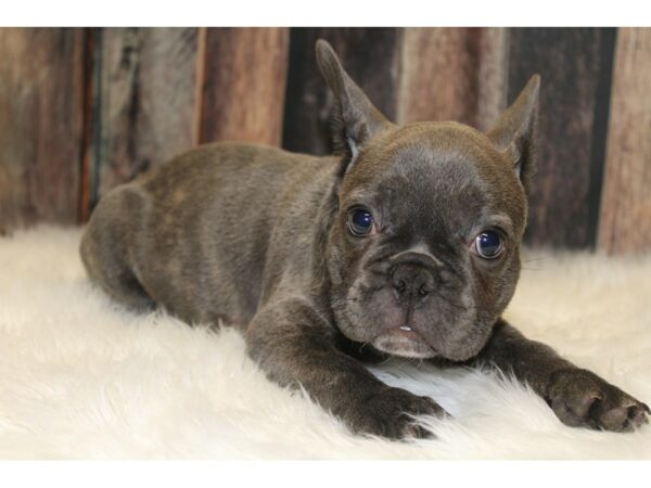 French Bulldog-DOG-Female-Blue Brindle-15789-Petland Racine, Wisconsin