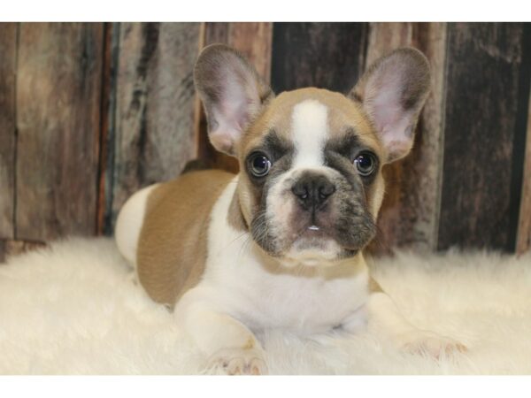 French Bulldog-DOG-Male-Fawn / White-15790-Petland Racine, Wisconsin