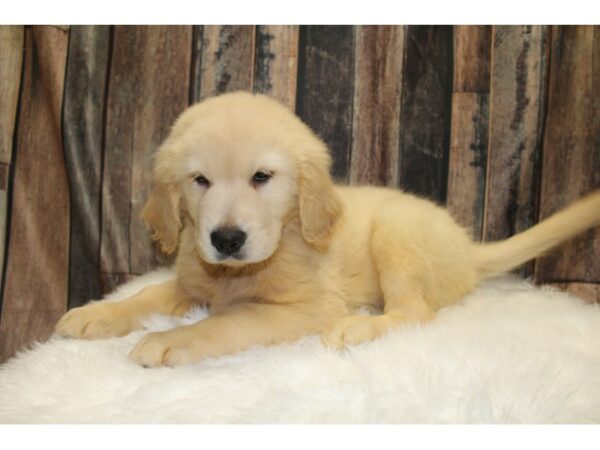 Golden Retriever-DOG-Male-Cream-15791-Petland Racine, Wisconsin