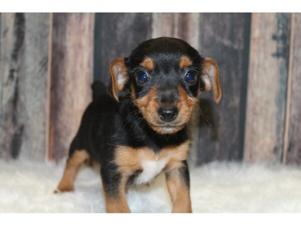 Torkie (Toy Fox/Yorkie)-DOG-Male-Black/Tan-15793-Petland Racine, Wisconsin