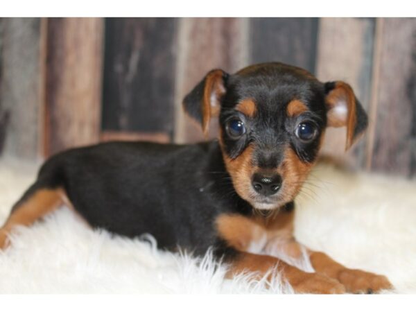 Torkie (Toy Fox/Yorkie)-DOG-Female-Black/Tan-15794-Petland Racine, Wisconsin