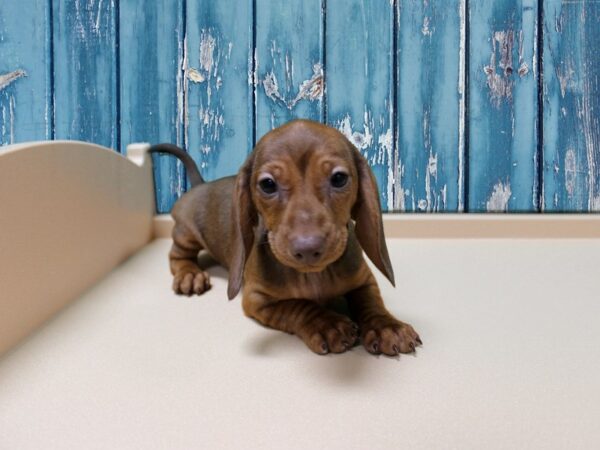 Dachshund-DOG-Female-RED-24667-Petland Racine, Wisconsin