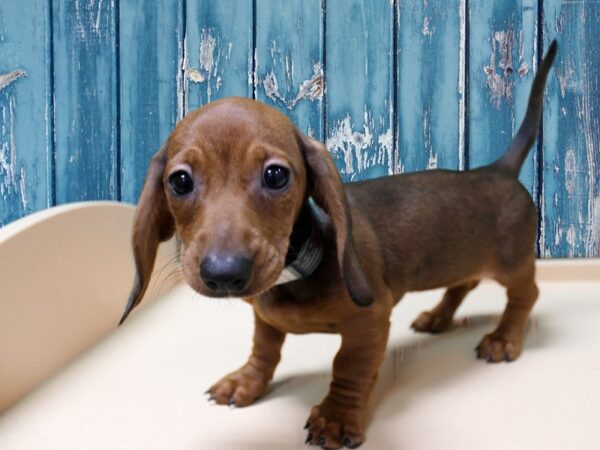 Dachshund-DOG-Female-RED-24668-Petland Racine, Wisconsin